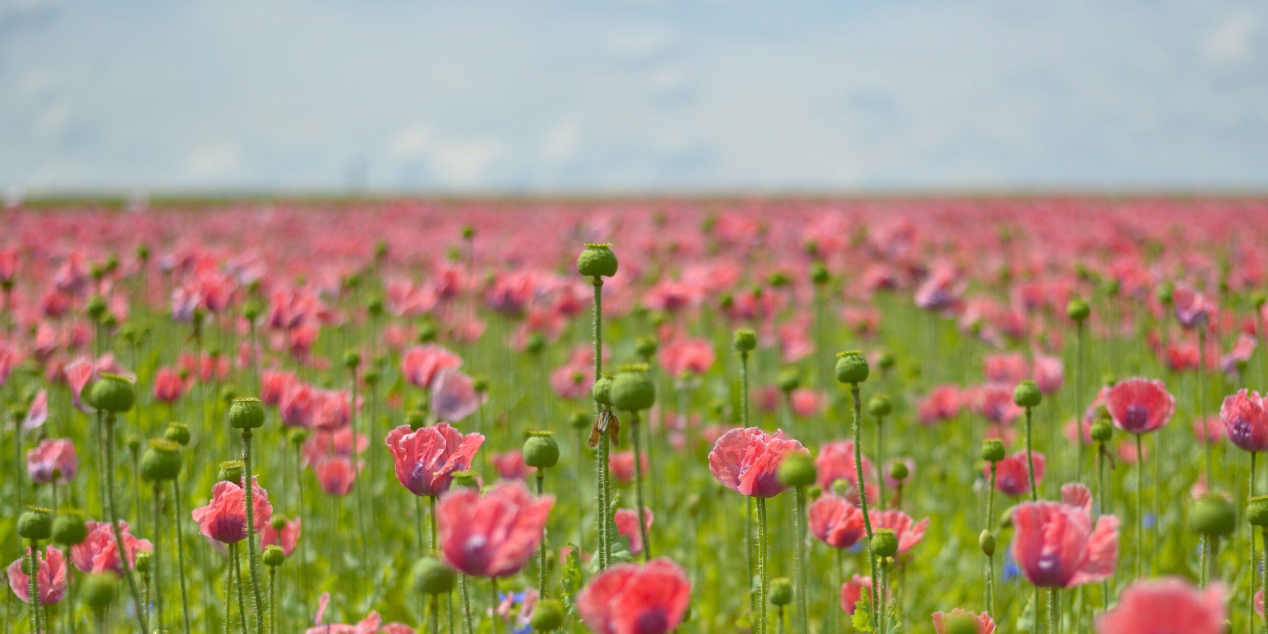 Foto 1 Flores